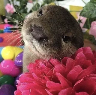 🥰 emoji Otters🦦by @nightlitestick Telegram sticker 12 of 40