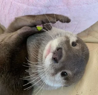 😊 emoji Otters🦦by @nightlitestick Telegram sticker 17 of 40