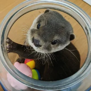 😤 emoji Otters🦦by @nightlitestick Telegram sticker 16 of 40