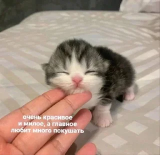 🤤 emoji Котёнок Telegram sticker 17 of 67