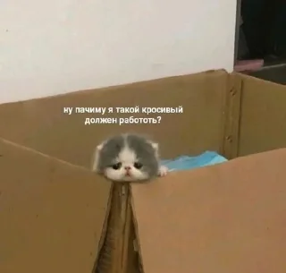 🥲 emoji Котёнок Telegram sticker 21 of 67