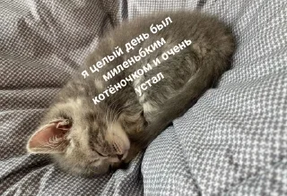 😴 emoji Котёнок Telegram sticker 5 of 67