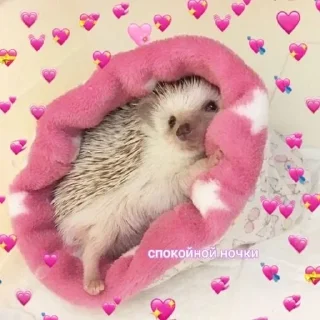 😴 emoji solyanka Telegram sticker 10 of 117