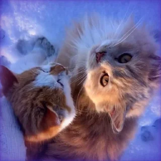 ☁️ emoji Зеле и Броня☂️ • @Wcidfy Telegram sticker 11 of 60