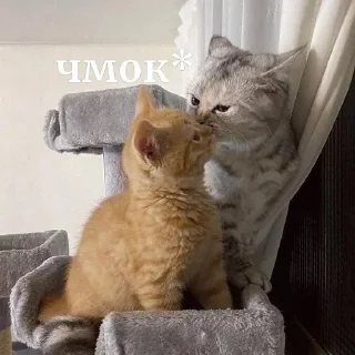 😘 emoji котеки Telegram sticker 10 of 16