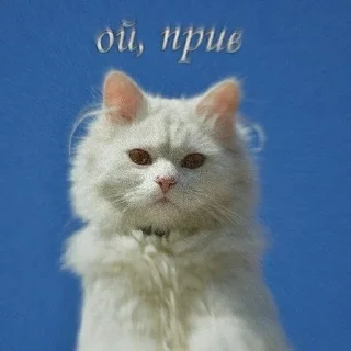 ☺️ emoji котёночек Telegram sticker 22 of 50