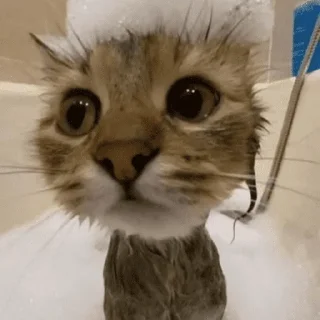 🥹 emoji котики и все остальное Telegram sticker 11 of 30