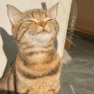 😆 emoji котики и все остальное Telegram sticker 13 of 30