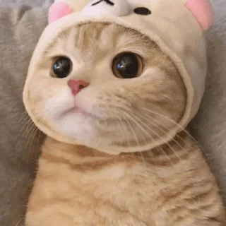 Sticker from котики и все остальное