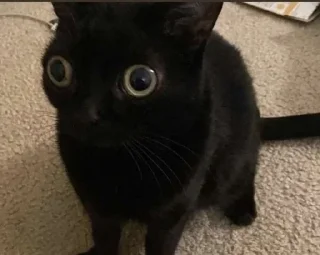 😳 emoji котыдлямеов Telegram sticker 16 of 29