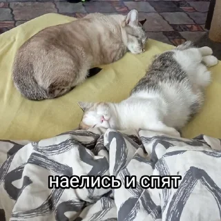 💤 emoji Китолицизм Telegram sticker 5 of 33
