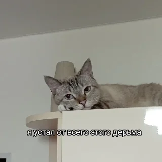 🙄 emoji Китолицизм Telegram sticker 16 of 33