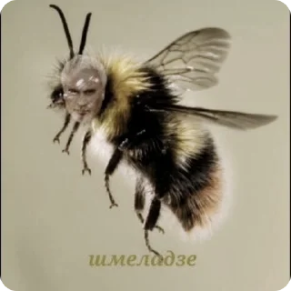 🐝 emoji Нацушка Telegram sticker 11 of 27