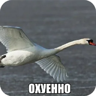 Sticker from биля