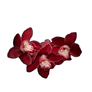 🌟 emoji БОЛЬШЕ ⇨ @CLOOBHUB АЛАСТОР ОТЕЛЬ ХАЗБИН ALASTOR ТГ Telegram sticker 10 of 35