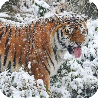 🐶 emoji тигр🐯 Telegram sticker 20 of 32