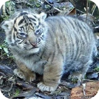 🐱 emoji тигр🐯 Telegram sticker 17 of 32