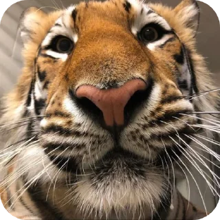 🐱 emoji тигр🐯 Telegram sticker 19 of 32