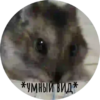 Sticker from Хомячок Елизавета ❤️👼
