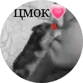 Sticker from Хомячок Елизавета ❤️👼