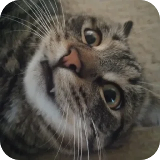 🐱 emoji сися Telegram sticker 22 of 120
