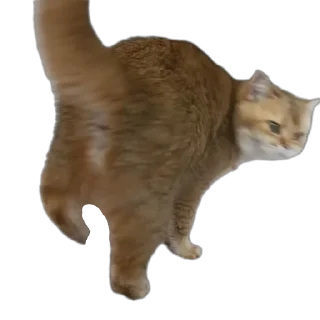 🐱 emoji Крутышки Telegram sticker 16 of 60