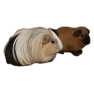 🐶 emoji Крутышки Telegram sticker 18 of 60
