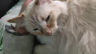 🌟 emoji Марсюша Telegram sticker 11 of 19