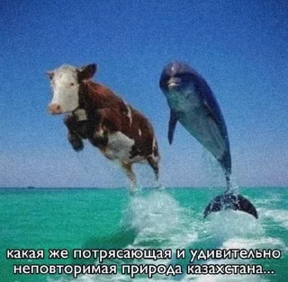 🌟 emoji Депрессивный дельфин Telegram sticker 24 of 34
