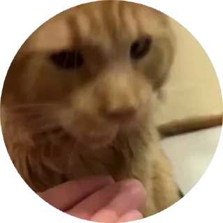 🥣 emoji ЛЁЪВИЙ Telegram sticker 15 of 28