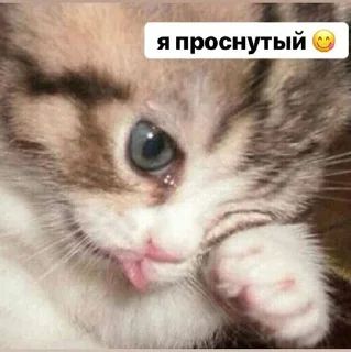 Sticker from котики