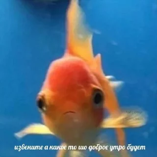Sticker from с добрым утром на каждый день