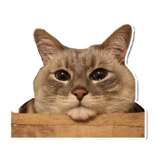 🤯 emoji Котончик - @Tg_stickersu Telegram sticker 21 of 29