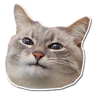 🤯 emoji Котончик - @Tg_stickersu Telegram sticker 6 of 29