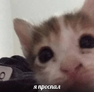 🌟 emoji матные котеке Telegram sticker 19 of 29