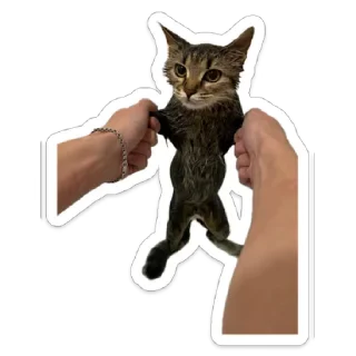 😐 emoji llrissa Telegram sticker 10 of 59