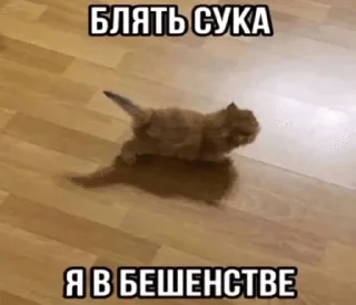 🌟 emoji матные котеке Telegram sticker 11 of 29