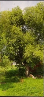 🌳 emoji Wise Mystical Tree Telegram sticker 19 of 38