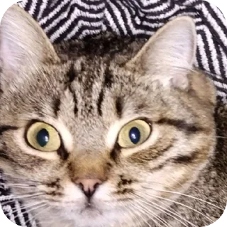 🐱 emoji ксюша стрыкало Telegram sticker 9 of 63