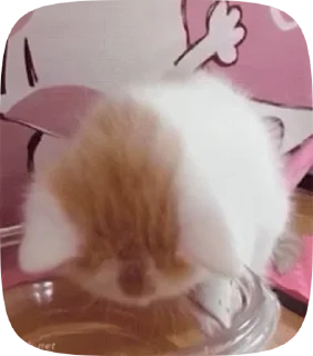 😞 emoji котята Telegram sticker 8 of 38