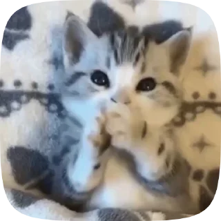 🫠 emoji котята Telegram sticker 12 of 38