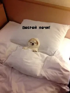 🌙 emoji Доброй ночи Telegram sticker 8 of 43