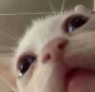 😾 emoji Я в ахуе стас Telegram sticker 17 of 80