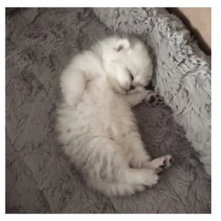 🥺 emoji у тебя мать шлюха Telegram sticker 18 of 95