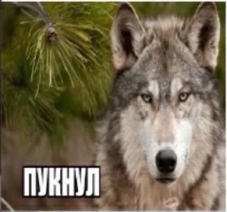 🤭 emoji Мемный случай Telegram sticker 22 of 120