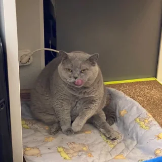 😋 emoji шеба муд Telegram sticker 1 of 19