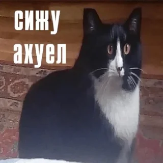 🐱 emoji пиздец Telegram sticker 9 of 31