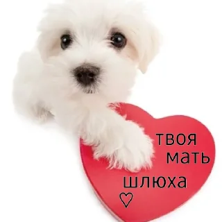Sticker from хочу кота :(