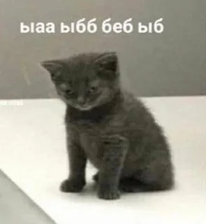 🌟 emoji кисы на жизнь Telegram sticker 6 of 50