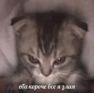 🌟 emoji кисы на жизнь Telegram sticker 16 of 50